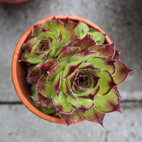 IN THE GARDEN / Sundews and Indoor Plants